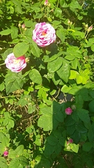 Rosa gallica