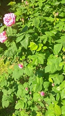 Rosa gallica