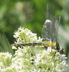 Gomphus