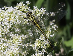 Gomphus