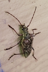 Anthophylax attenuatus