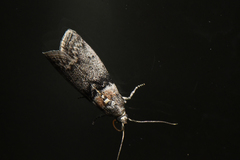 Meroptera