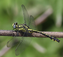 Gomphus