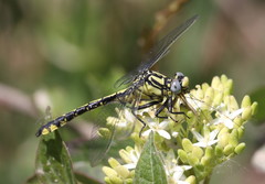 Gomphus