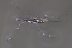Aquarius ventralis