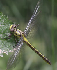Gomphus