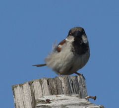 Passer domesticus