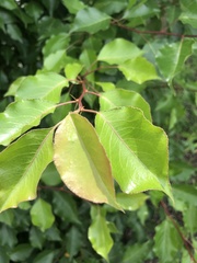 Pyrus
