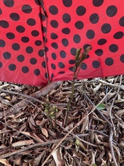 Triphora gentianoides