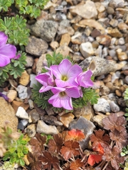 Oxalis adenophylla