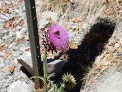 Cirsium neomexicanum
