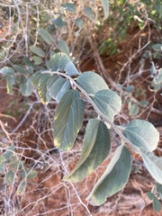 Grewia monticola