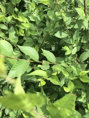 Ulmus