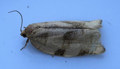 Choristoneura fractivittana