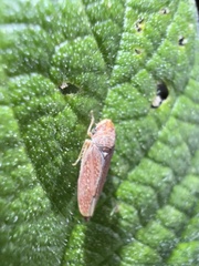 Graphocephala uhleri