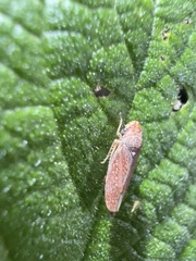 Graphocephala uhleri