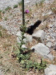 Cirsium neomexicanum