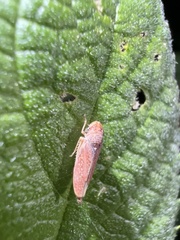 Graphocephala uhleri