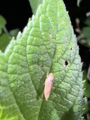 Graphocephala uhleri