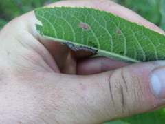 Perigea xanthioides