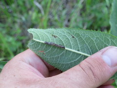 Perigea xanthioides