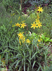 Hemerocallis citrina