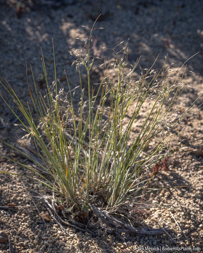 Eriocoma hymenoides, photograph 1