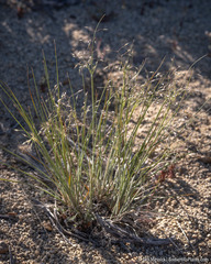 Tim Messick, CC BY, iNaturalist via GBIF Eriocoma hymenoides, photograph Tim Messick, CC BY, iNaturalist via GBIF
