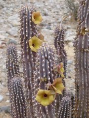 Hoodia parviflora