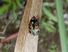 Calligrapha fulvipes