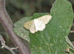Idaea consanguinaria