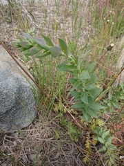 Linaria genistifolia