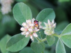 Adela paludicolella