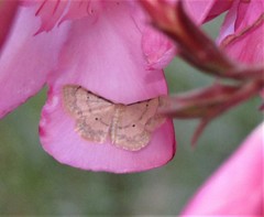 Idaea politaria