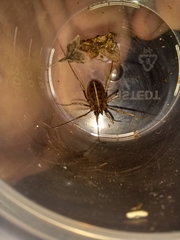 Zachaeus crista