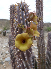 Hoodia parviflora
