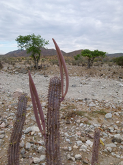 Hoodia parviflora