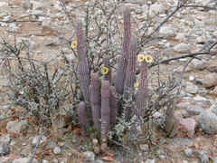 Hoodia parviflora