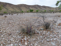 Hoodia parviflora