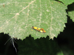 Epicallima icterinella