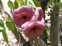Hoodia currorii currorii