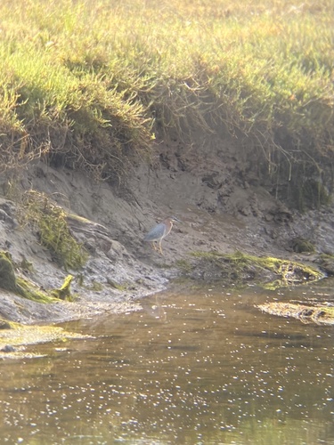 iNaturalist observation photo of Green Heron