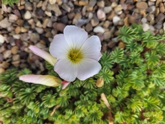 Oxalis adenophylla