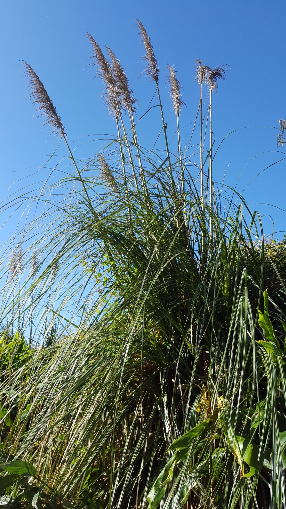 (c) François Rousseu, certains droits réservés (CC BY-NC) https://www.inaturalist.org/observations/119910241