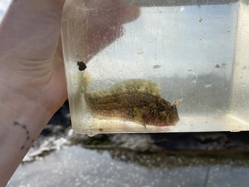 iNaturalist observation photo of Bay Blenny