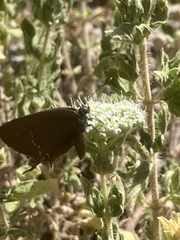 Satyrium ilicis