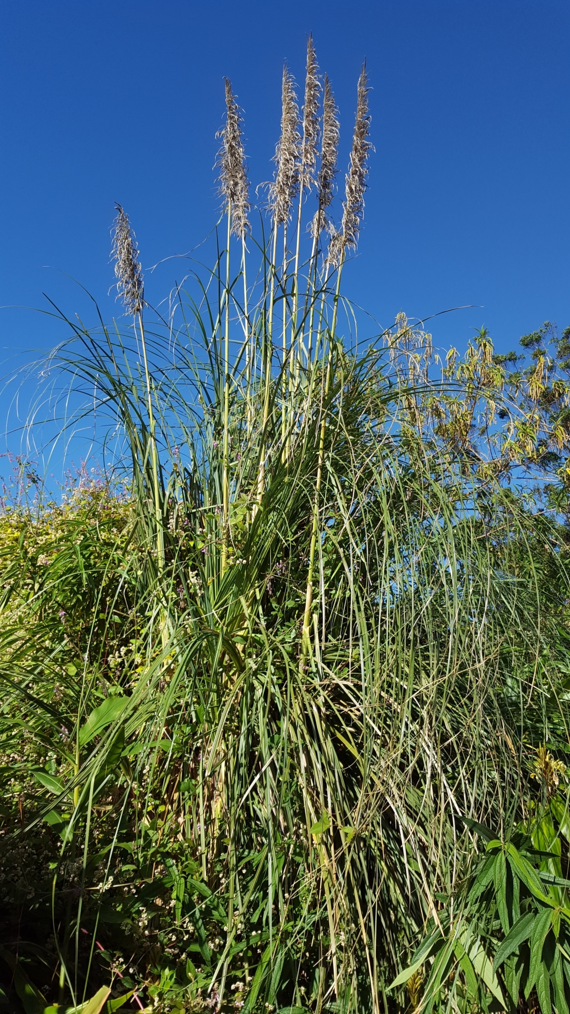(c) François Rousseu, certains droits réservés (CC BY-NC) https://www.inaturalist.org/observations/119910241