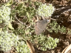 Satyrium spini