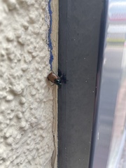 Phyllopertha horticola