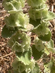 Pseudodictamnus acetabulosus